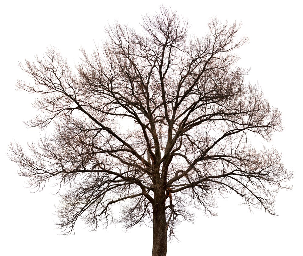 Placeholder Picture
